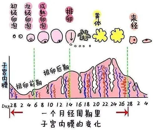 你的子宫内膜为何变薄？该如何应对？一篇讲透